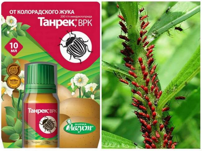 Боротьба з попелицею на городі спеціальними та народними засобами