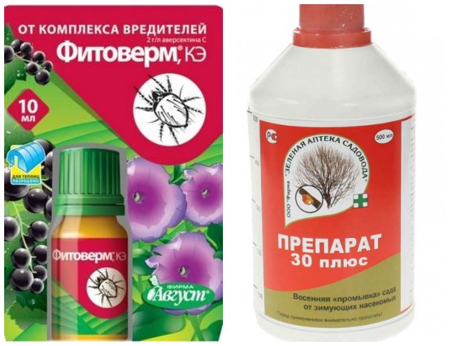 Від чого з'являється попелиця на рослинах
