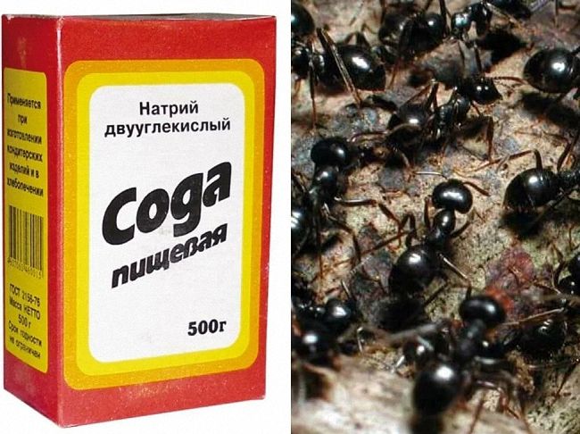 Як боротися з мурахами народними засобами