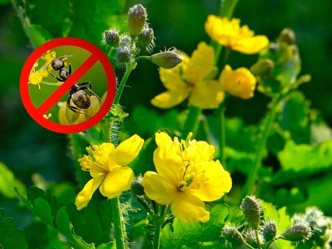 20 способів боротьби з мурахами в приватному будинку та квартирі