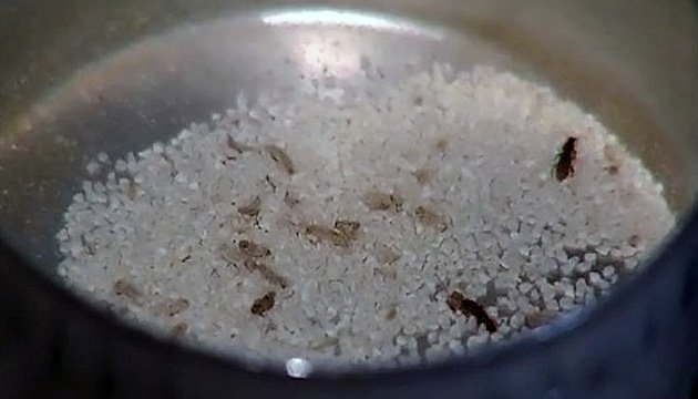 Як позбутися жучків у крупах?