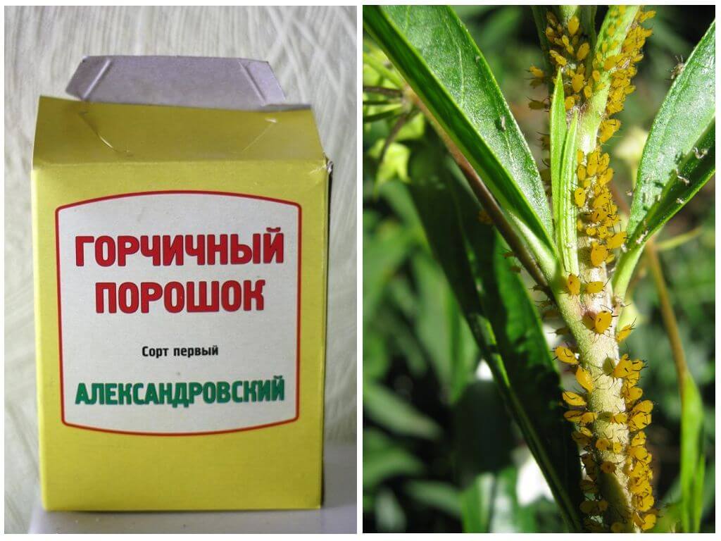 15 способів вивести попелиці з дачної ділянки
