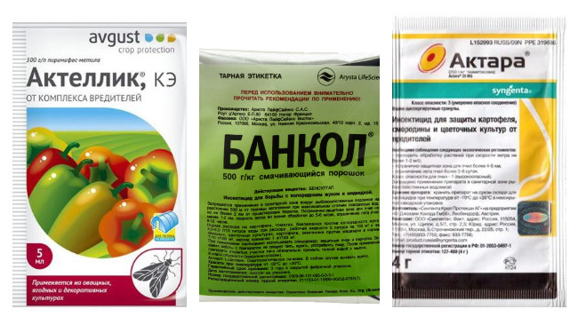 Як позбутися щитівки в саду: агротехнічні прийоми та ефективні препарати