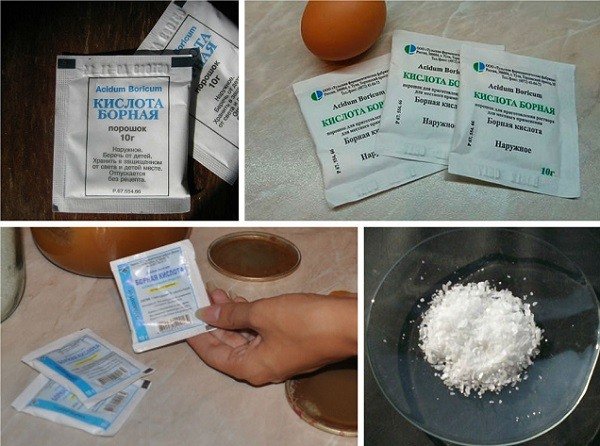 Фараонові мурахи: чим небезпечні та способи боротьби