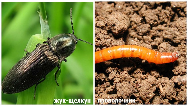 Найефективніші засоби для захисту та обробки картопляного поля від дротяника