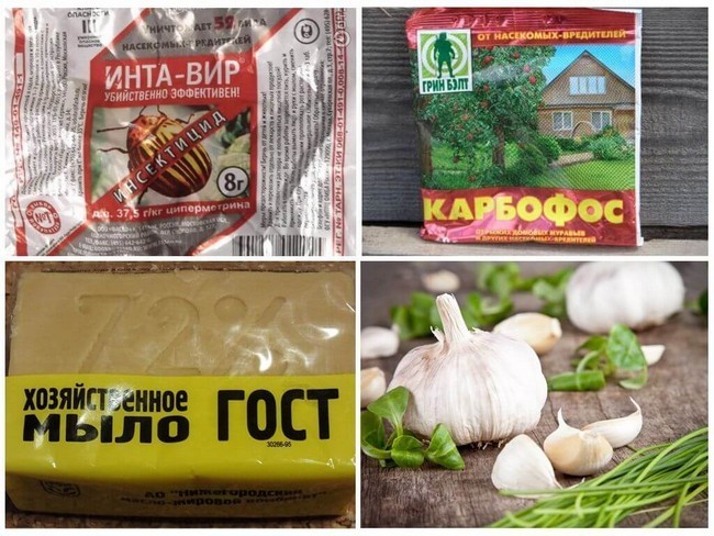 20 способів позбутися попелиці на трояндах у саду