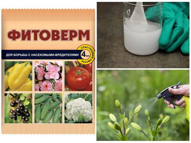 Боротьба з попелицею на городі спеціальними та народними засобами