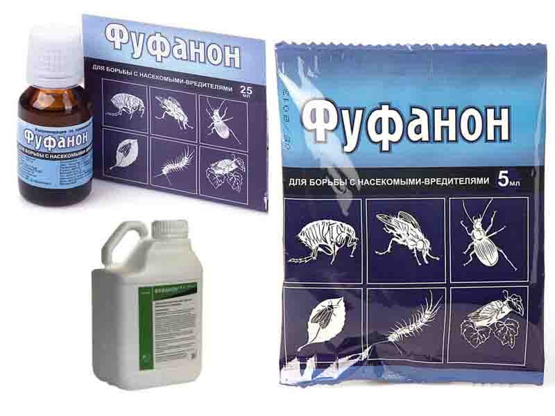 Боротьба з меблевими (постільними) клопами