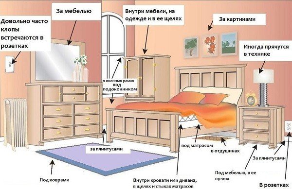 Яйця постільних клопів: як виглядають і де їх відкладають?