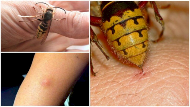 Vespa Mandarinia Japonica &ndash; японський шершень
