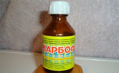 Як позбутися клопів у квартирі &ndash; самостійно і назавжди