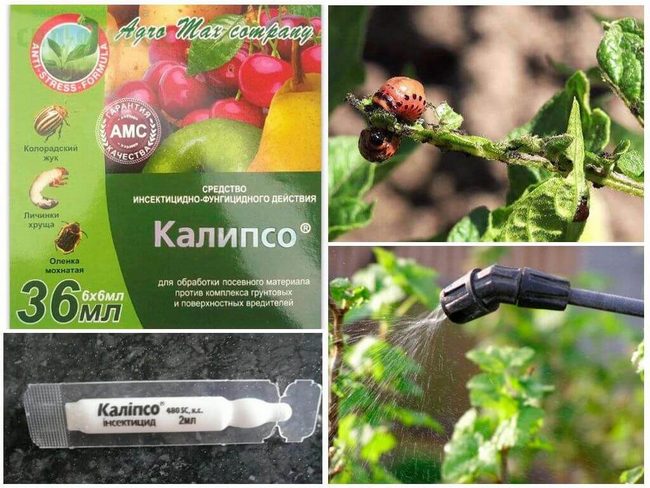 Народні та хімічні способи боротьби з колорадським жуком на помідорах