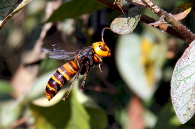 Vespa Mandarinia Japonica &ndash; японський шершень