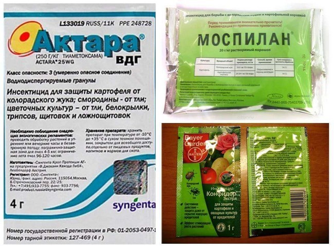 Боротьба з білокрилкою у відкритому ґрунті: позбавляємося комахи назавжди