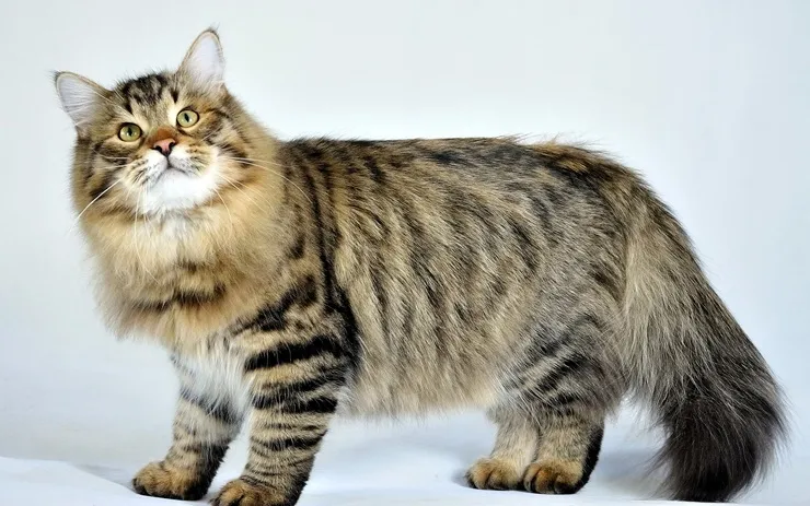 Коти - супутники людини
