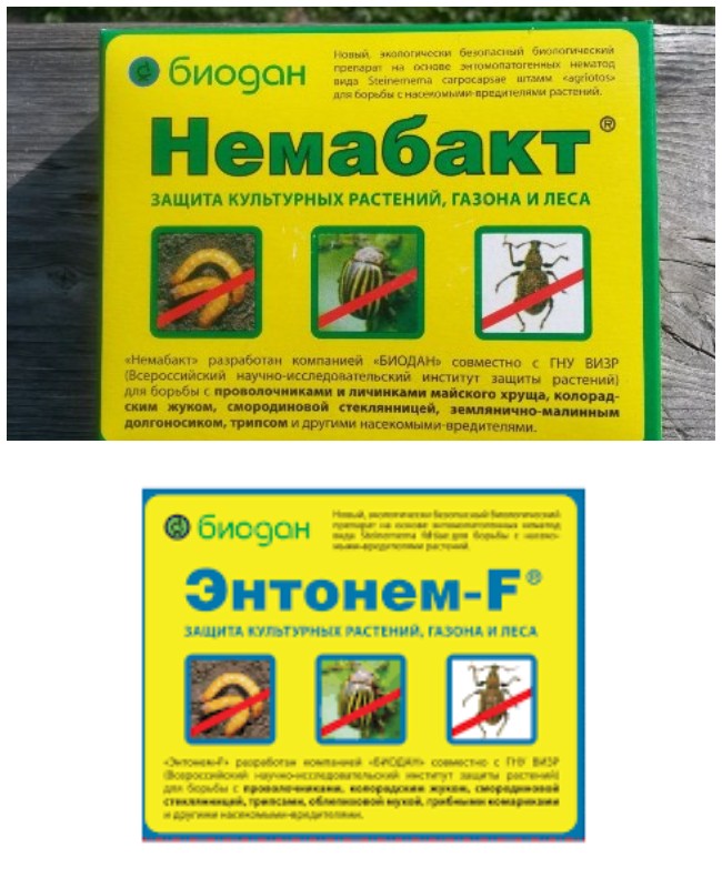 Як позбутися суничного довгоносика на малині: заходи боротьби