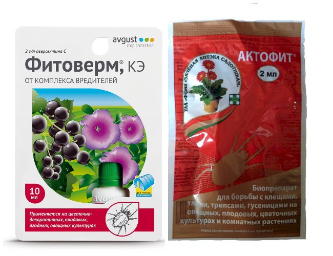 Чорні мошки на помідорах: найкращі народні засоби для боротьби з комахою