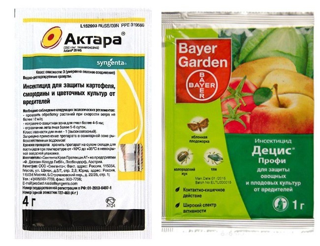 Чорні мошки на помідорах: найкращі народні засоби для боротьби з комахою