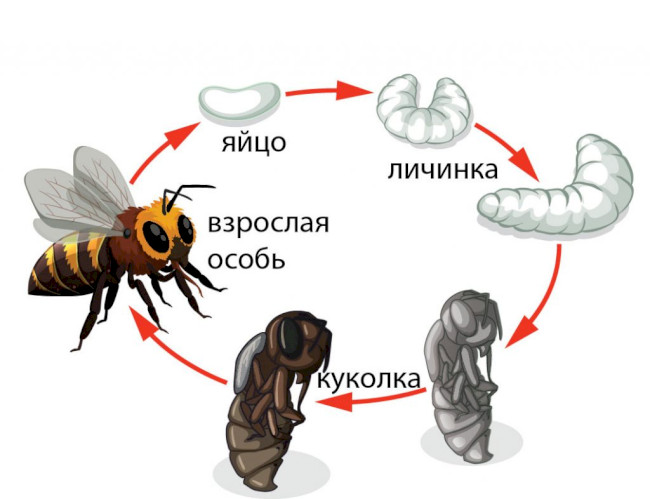 Особливості медоносних бджіл
