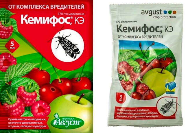 Як позбутися суничного довгоносика на малині: заходи боротьби