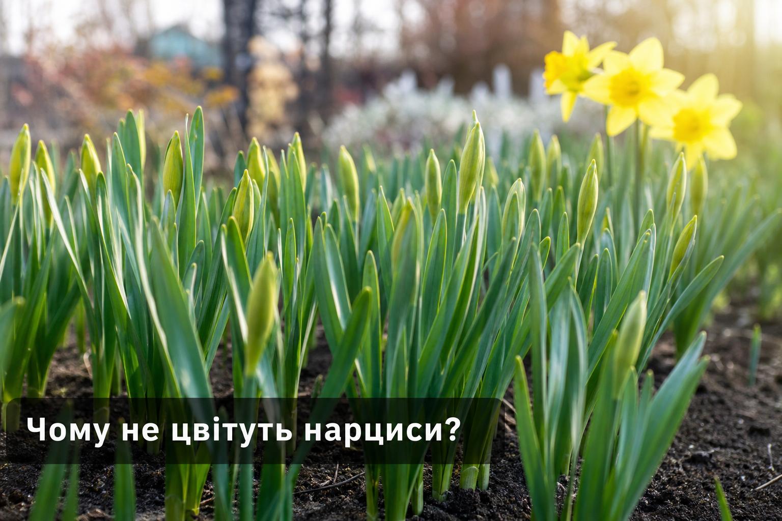Чому не цвітуть нарциси, що робити, основні причини. Часті помилки при посадці і догляді